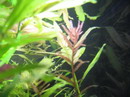 Rotala Indica